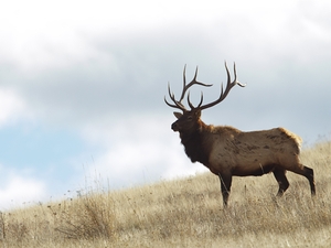 South Dakota Elk Hunt