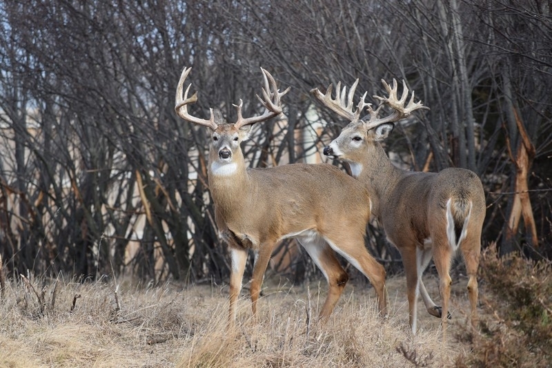 South Dakota Whitetail Hunts | Whitetail Hunting Outfitter