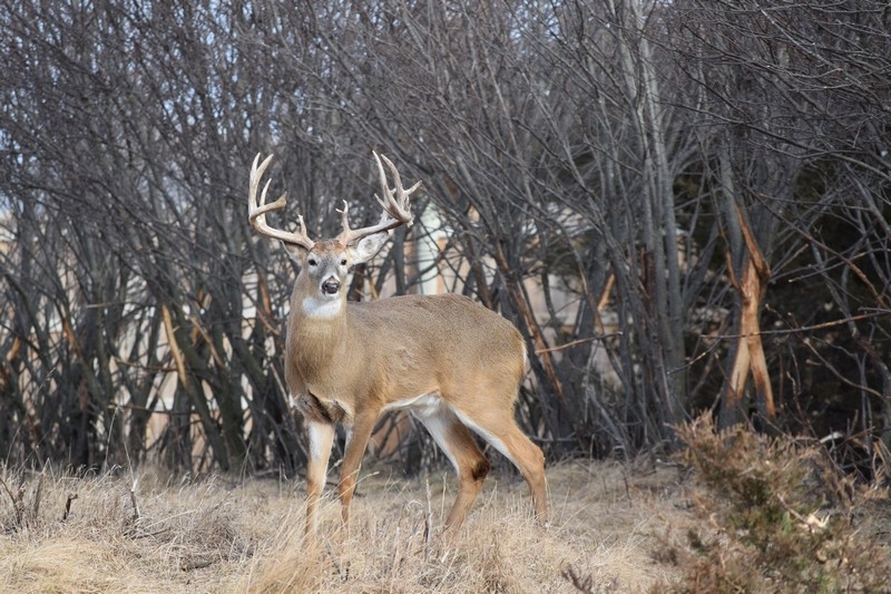 South Dakota Whitetail Hunts | Whitetail Hunting Outfitter